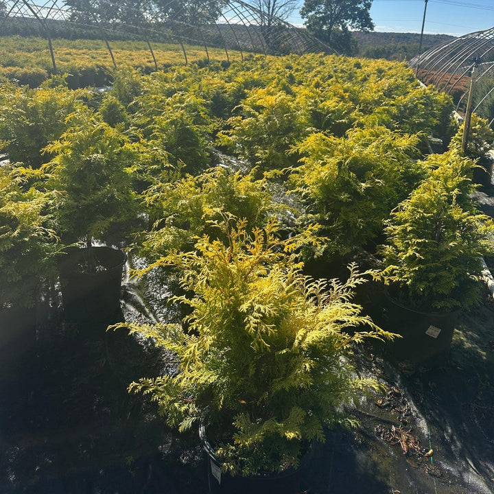 Cripps Golden Hinoki Cypress |Spotswood Greenery