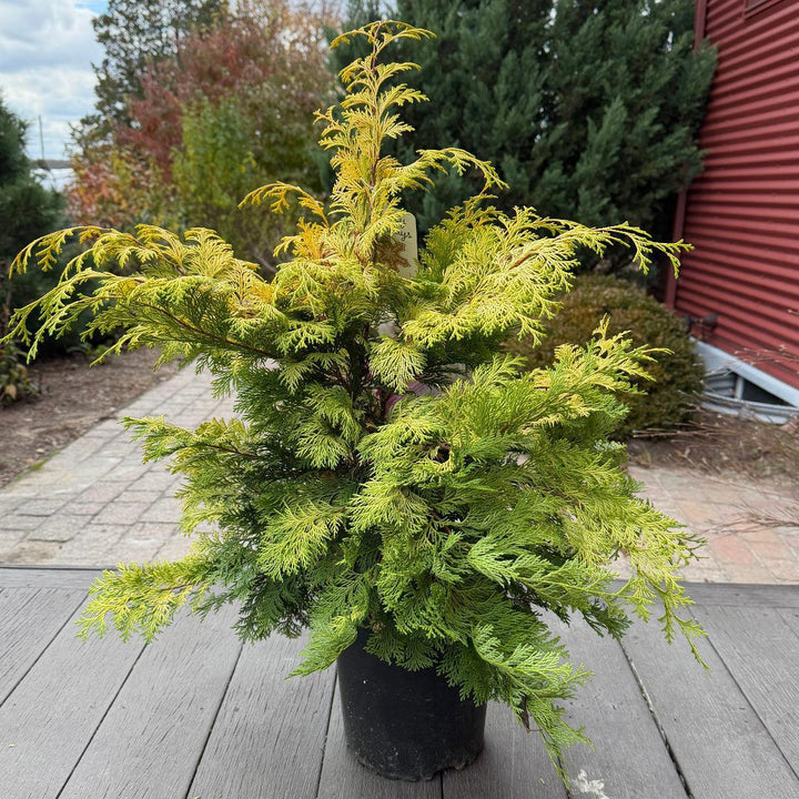 Cripps Golden Hinoki Cypress |Spotswood Greenery