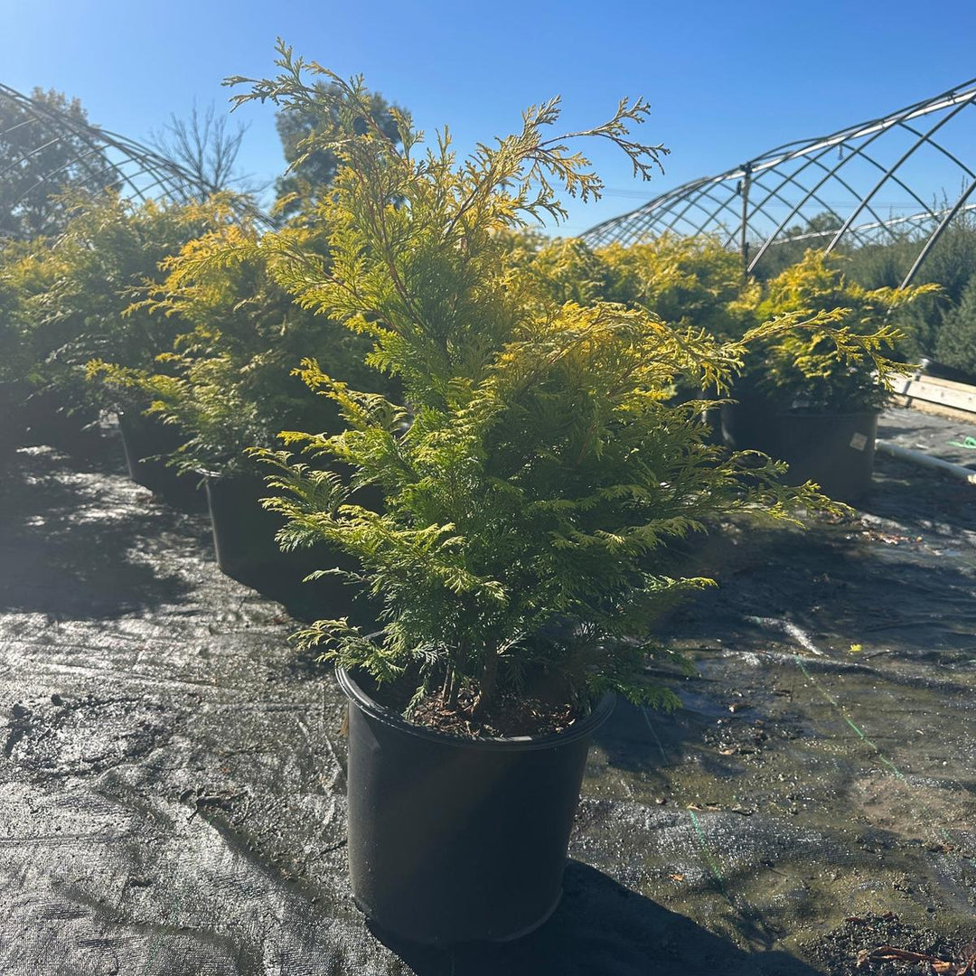 Cripps Golden Hinoki Cypress |Spotswood Greenery