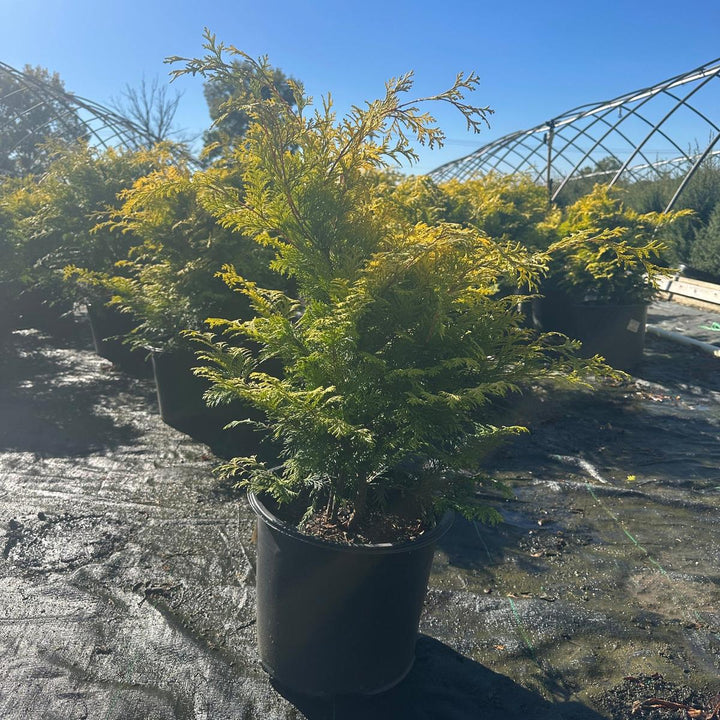 Cripps Golden Hinoki Cypress |Spotswood Greenery