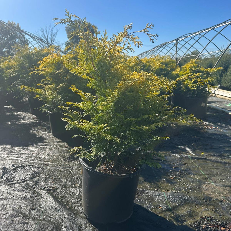 Cripps Golden Hinoki Cypress |Spotswood Greenery