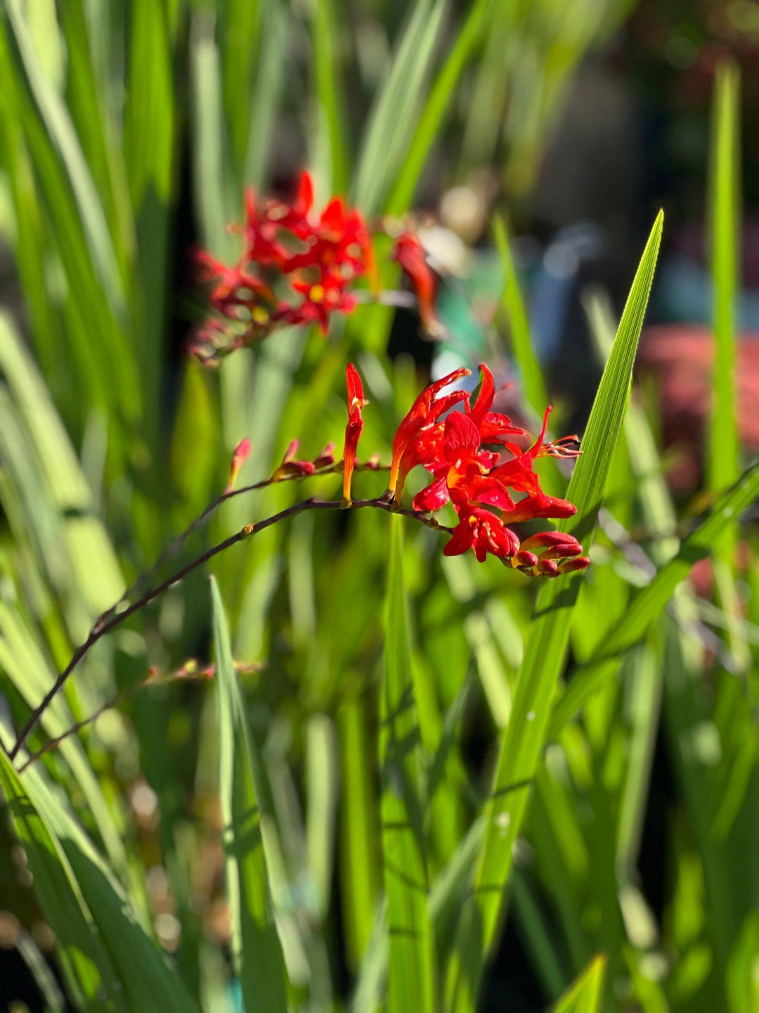 Lucifer Montbretia