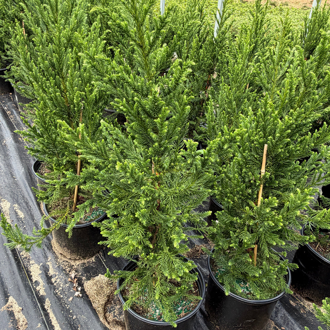 Multiple small evergreen trees in black nursery pots |Spotswood Greenery