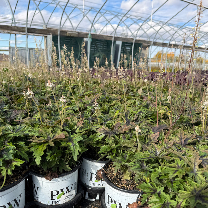 Cutting Edge Foamflower |Spotswood Greenery