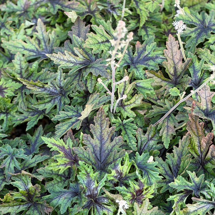 Cutting Edge Foamflower |Spotswood Greenery