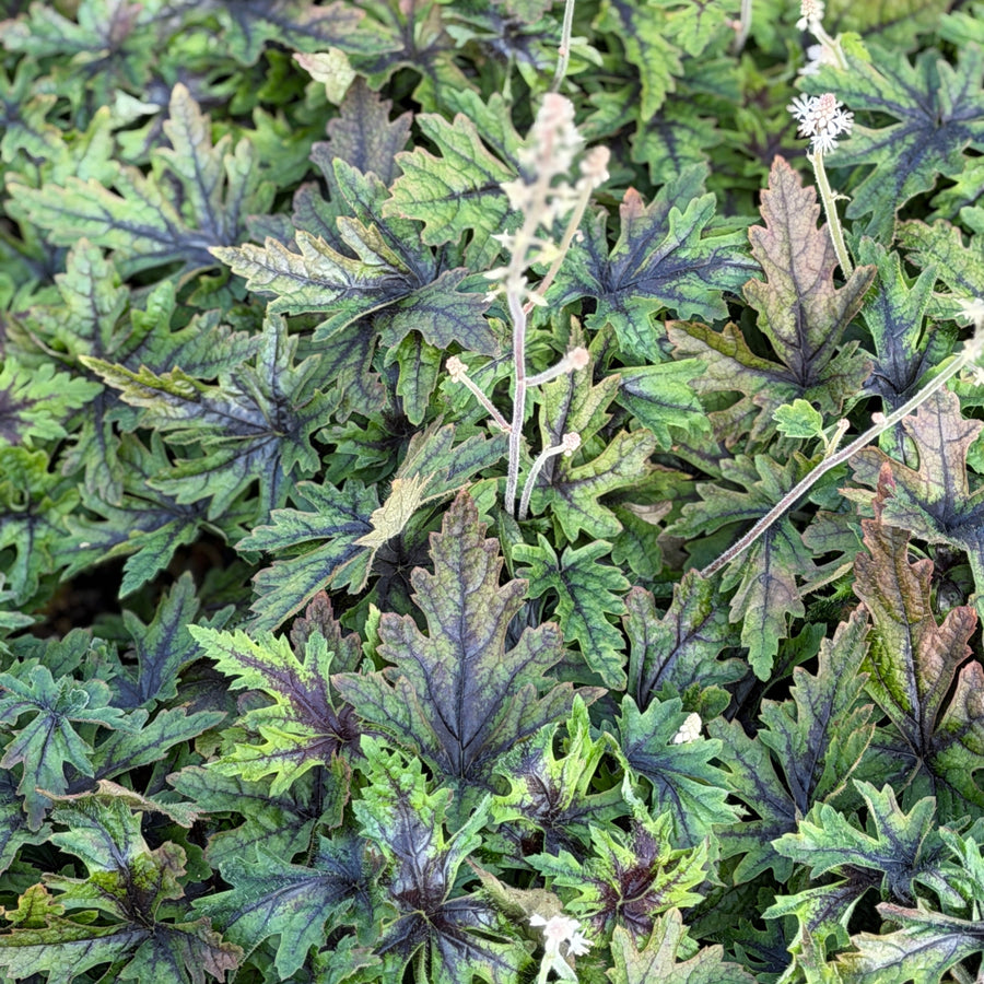 Cutting Edge Foamflower |Spotswood Greenery