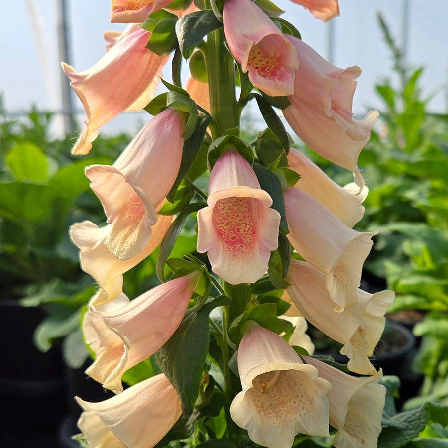 Dalmation Peach Foxglove |Prides Corner Farms