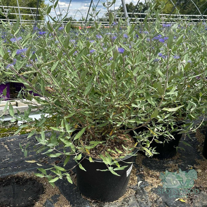 Dark Knight Blue Mist Shrub |Spotswood Greenery