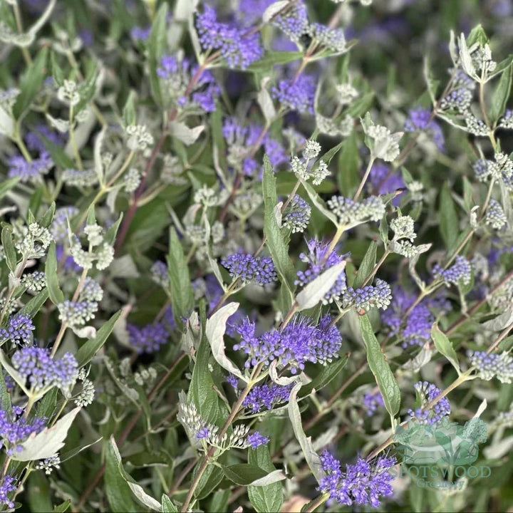 Dark Knight Blue Mist Shrub |Spotswood Greenery