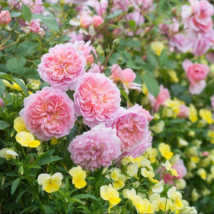 James Galway Rose |David Austin® Roses