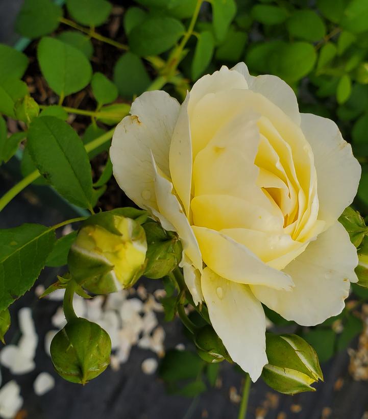 David Austin® Claire Austin® English Rose |Prides Corner Farms