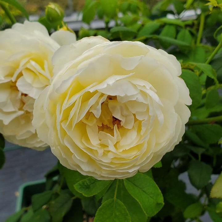 David Austin® Claire Austin® English Rose |Prides Corner Farms