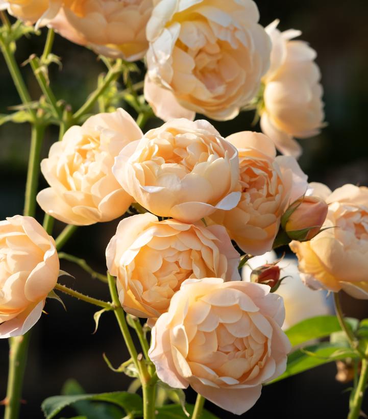 David Austin® Dannahue® English Rose| Image credit David Austin Roses
