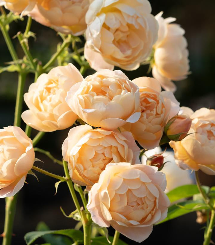 David Austin® Dannahue® English Rose| Image credit David Austin Roses