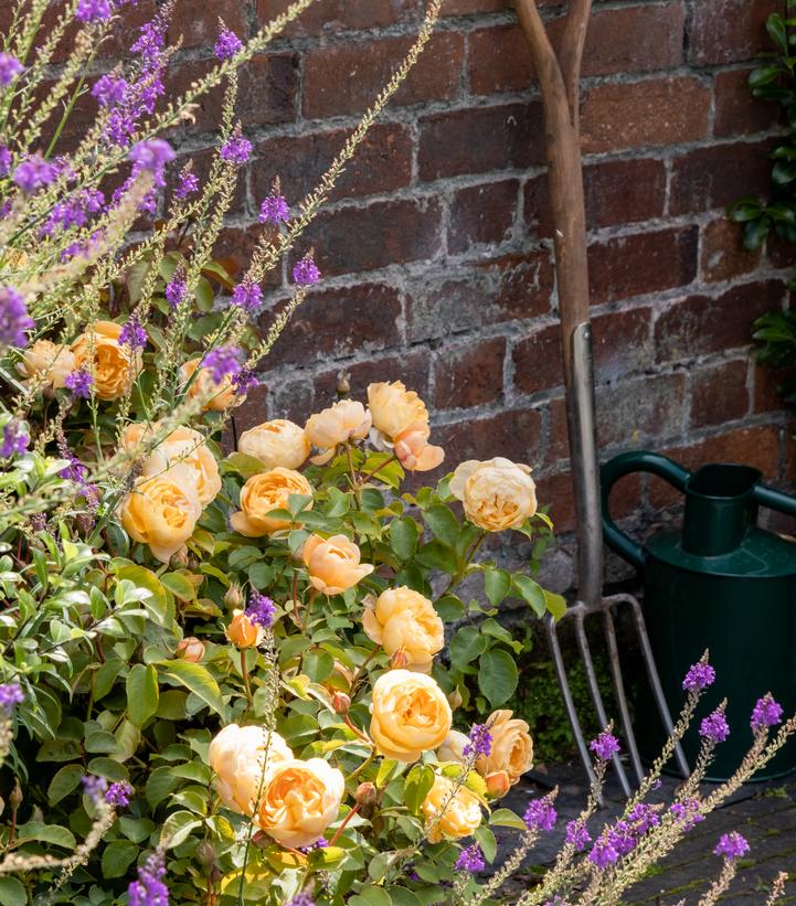 David Austin® Dannahue® English Rose| Image credit David Austin Roses