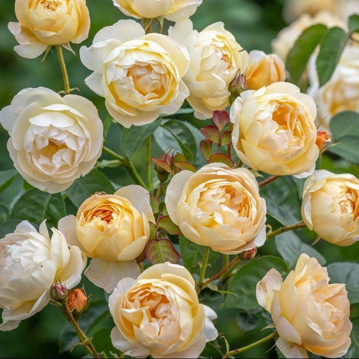 David Austin® Dannahue® English Rose | David Austin® Roses