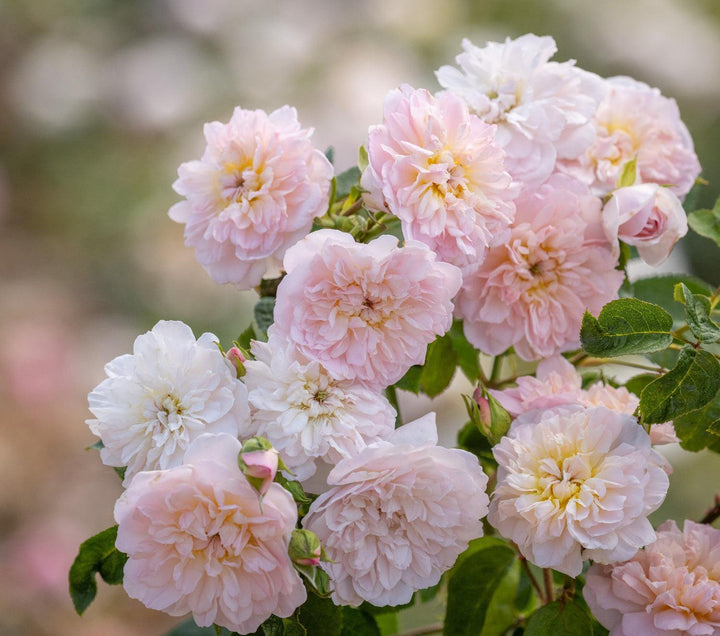 David Austin® Elizabeth® English  Rose |David Austin® Roses
