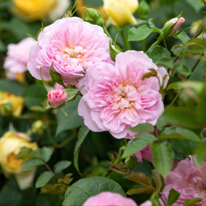David Austin® Elizabeth® English  Rose | David Austin® Roses