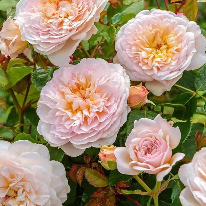 David Austin® Emily Bronte® English Shrub Rose | David Austin® Roses