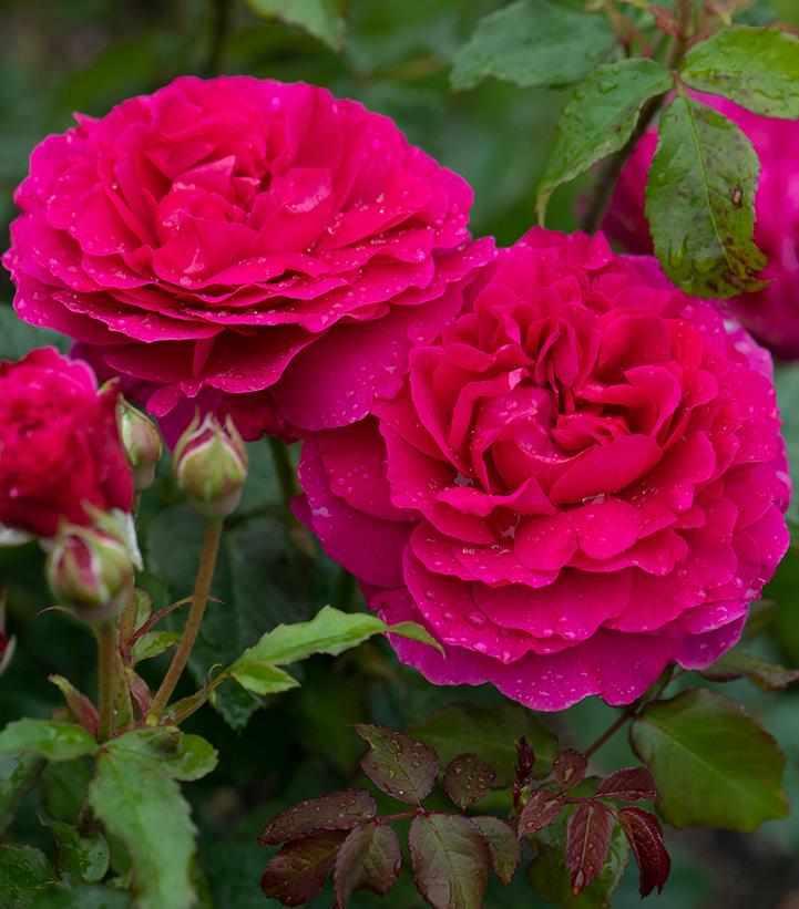 David Austin® Gabriel Oak English Rose| Image credit David Austin Roses
