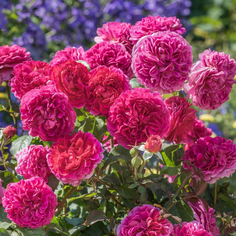 David Austin® Gabriel Oak® English  Rose | David Austin® Roses