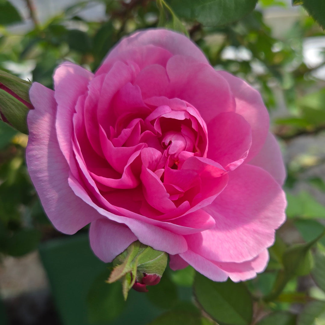 David Austin® Gertude Jekyll® English Rose |David Austin® Roses
