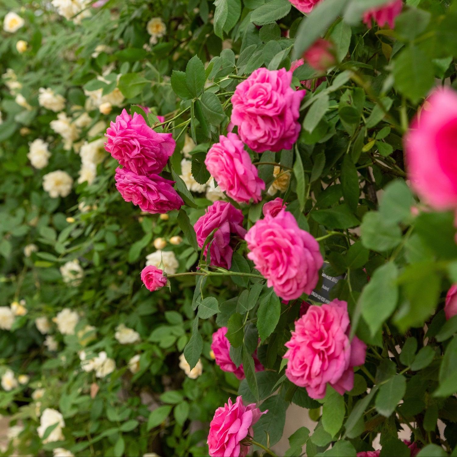 Roses