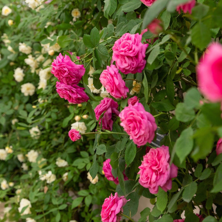 David Austin® Gertude Jekyll® English Rose | David Austin® Roses