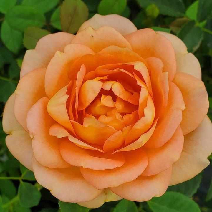 David Austin® Lady of Shallot English Rose| Image credit David Austin Roses