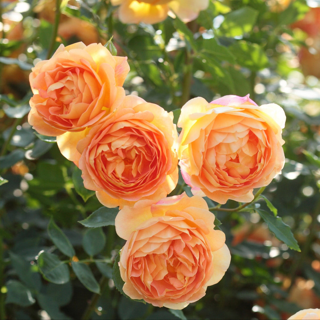 David Austin® Lady of Shallot® English Rose | David Austin® Roses
