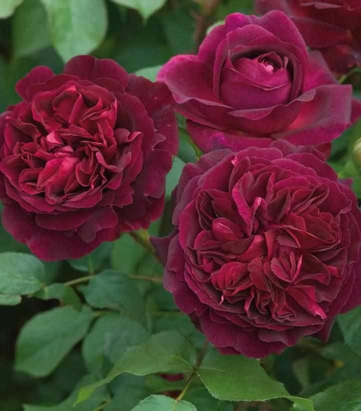 David Austin® Munstead Wood® English  Rose | David Austin® Roses