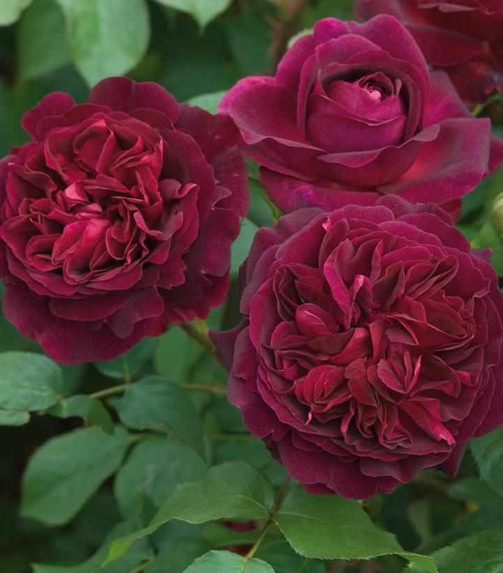 David Austin® Munstead Wood® English  Rose | David Austin® Roses