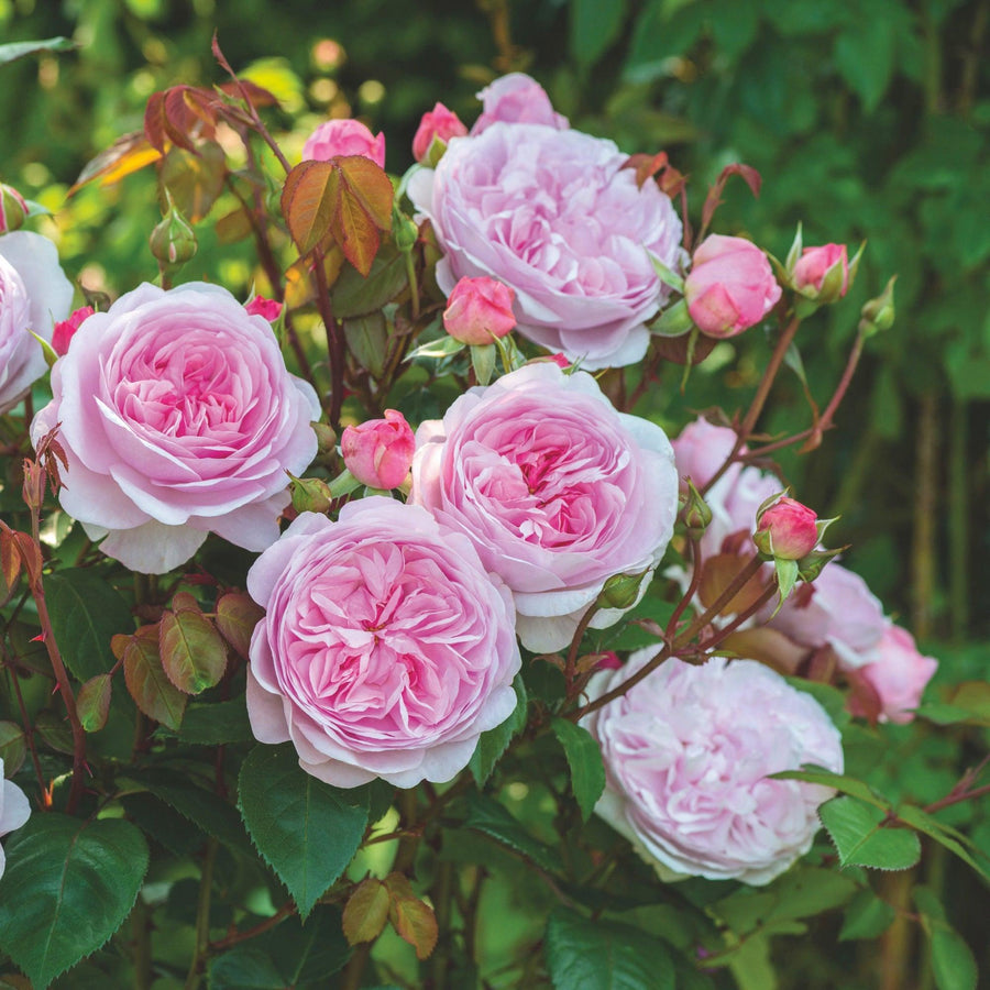 David Austin® Olivia Rose Austin® Shrub Rose | David Austin® Roses