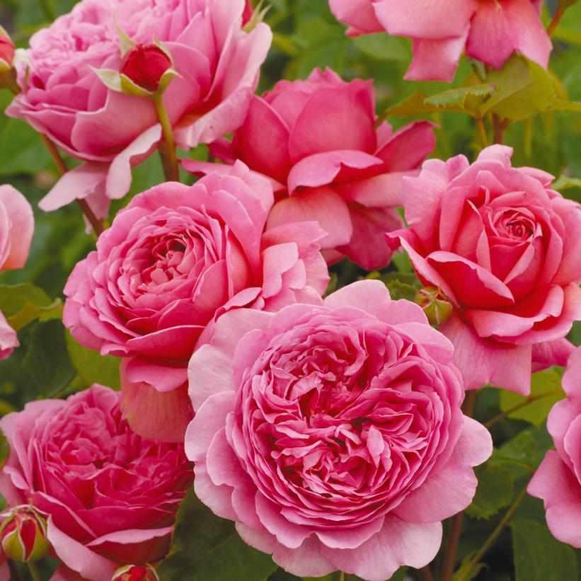 David Austin® Princess Alexandra of Kent English Rose| Image credit David Austin Roses
