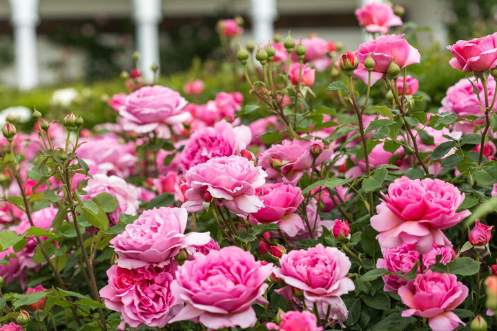 David Austin® Princess Alexandra of Kent™ English Rose |David Austin® Roses