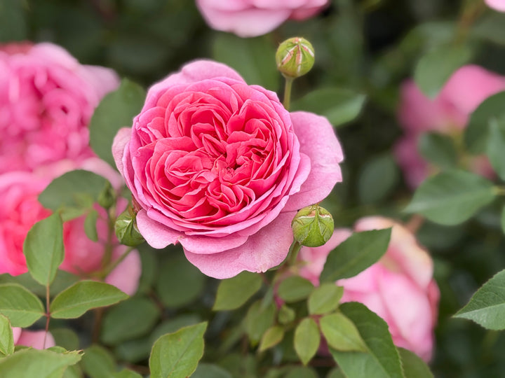 rosa-at-last-spotswood4