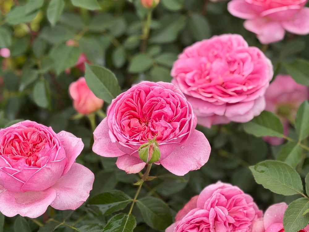 rosa-at-last-spotswood4