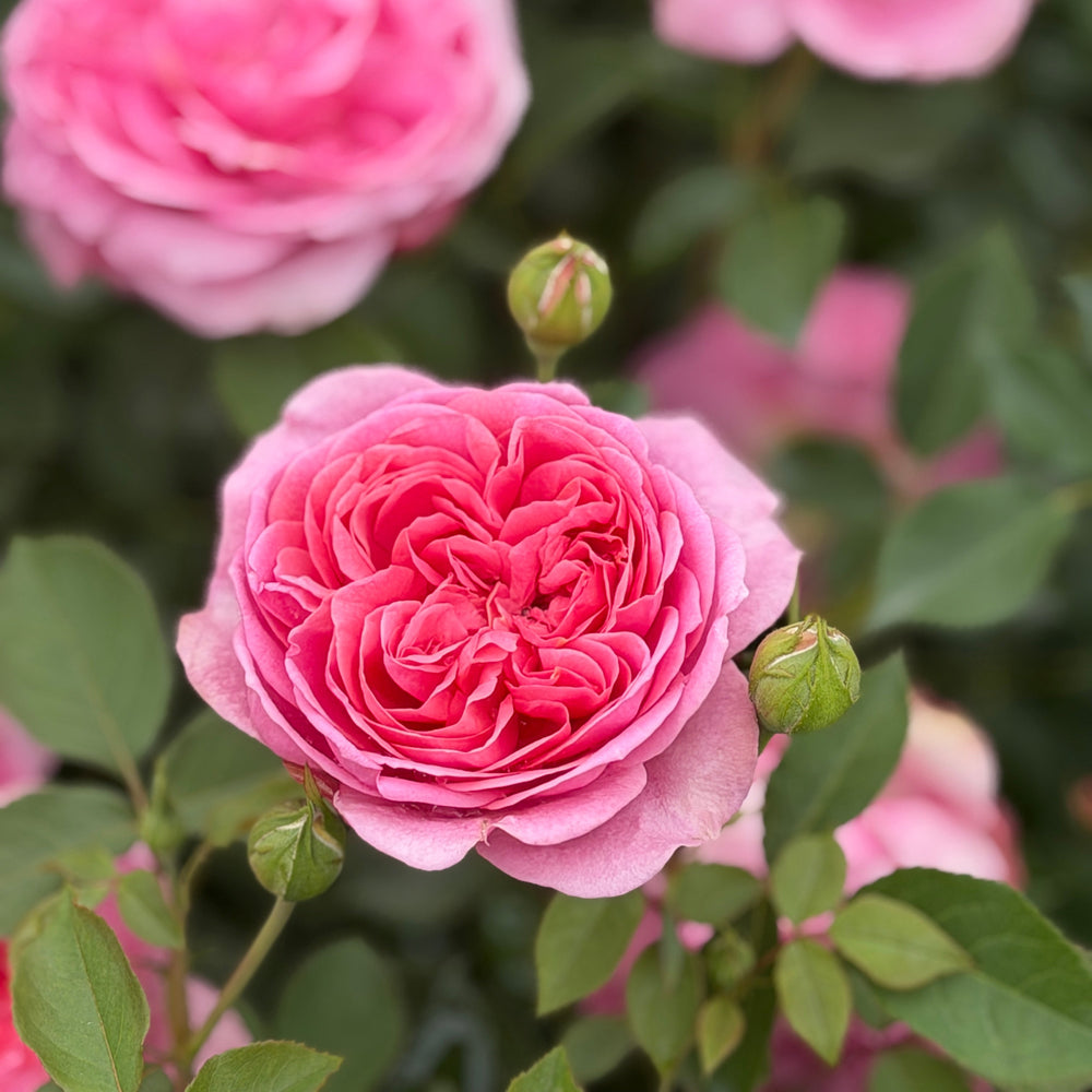 Boscobel rose |Spotswood Greenery