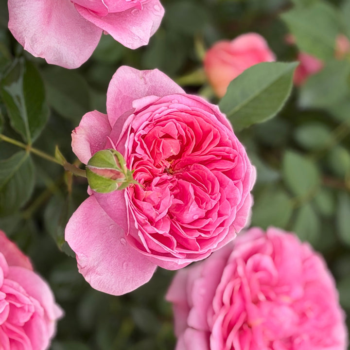 Boscobel rose blooms |Spotswood Greenery