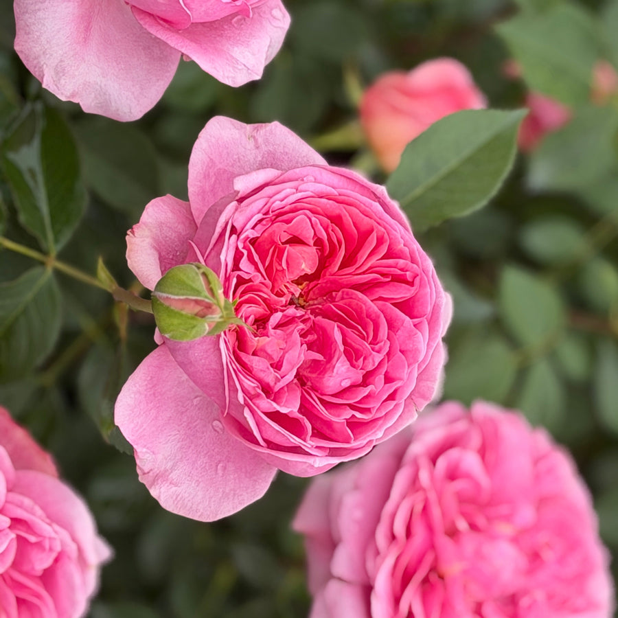 Boscobel rose blooms |Spotswood Greenery