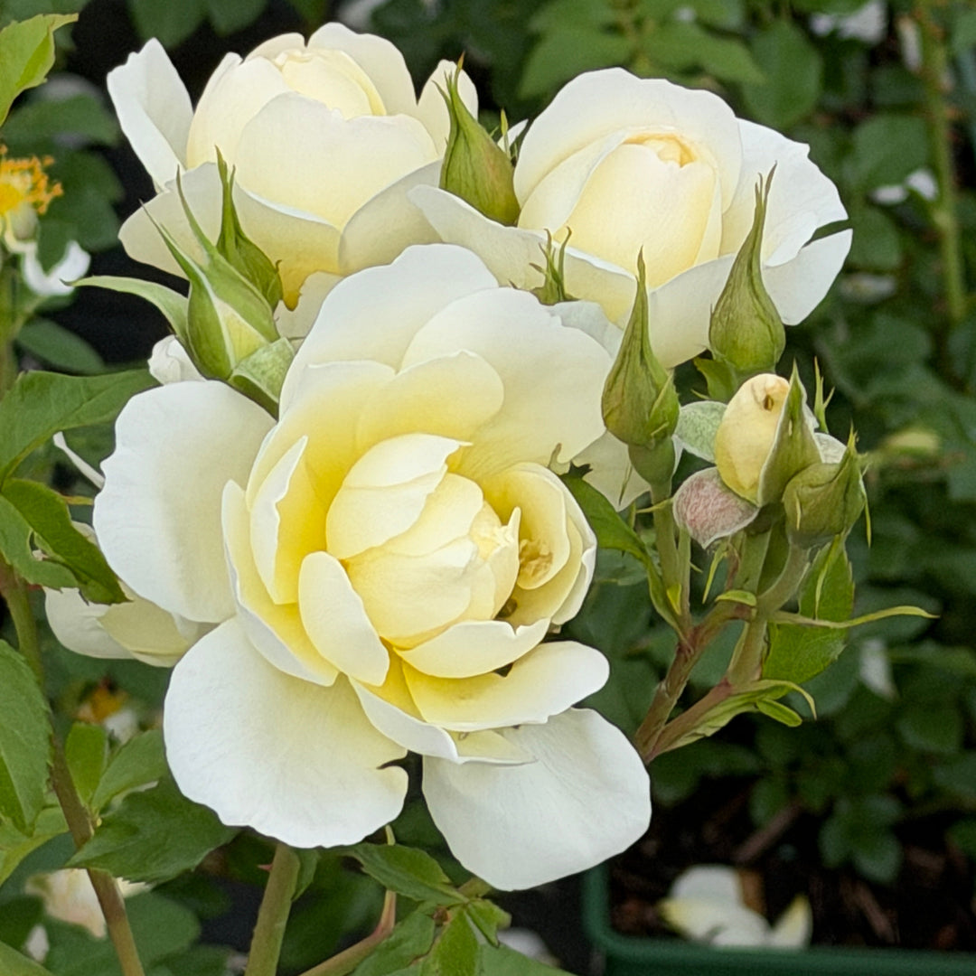 David Austin Rose Imogen |Spotswood Greenery