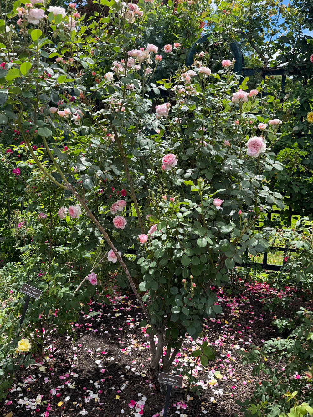 Pink English Rose Bush |Spotswood Greenery