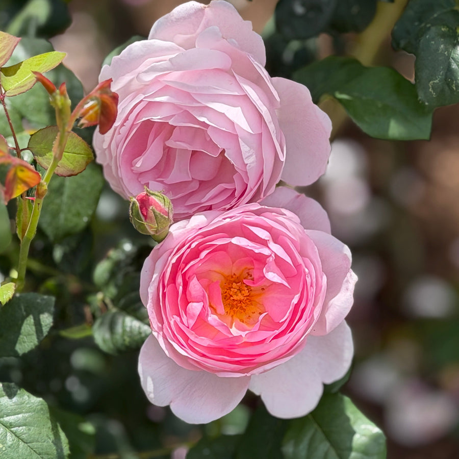 James Galway Rose blossoms |Spotswood Greenery