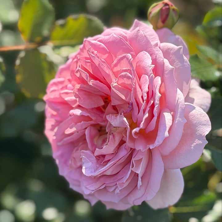 A close-up of a blooming pink rose with layered petals, photographed outdoors against a blurred background of green leaves and a green pot. |Spotswood Greenery