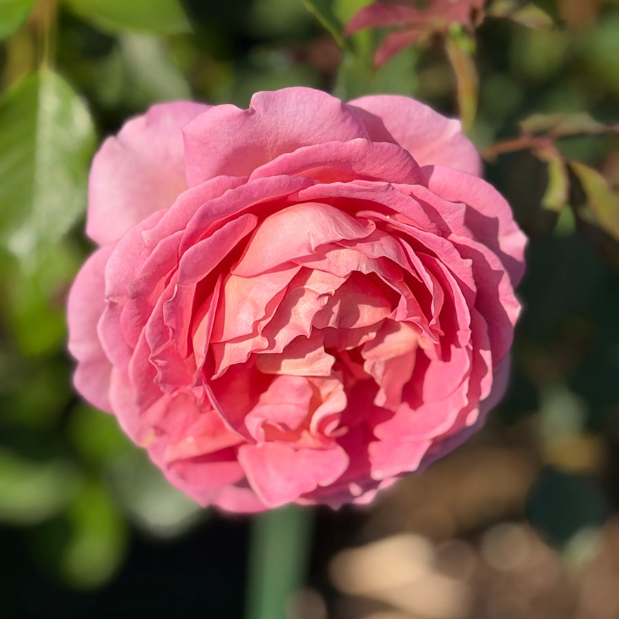 A close-up of a blooming pink rose with layered petals, photographed outdoors against a blurred background of green leaves and a green pot. |Spotswood Greenery
