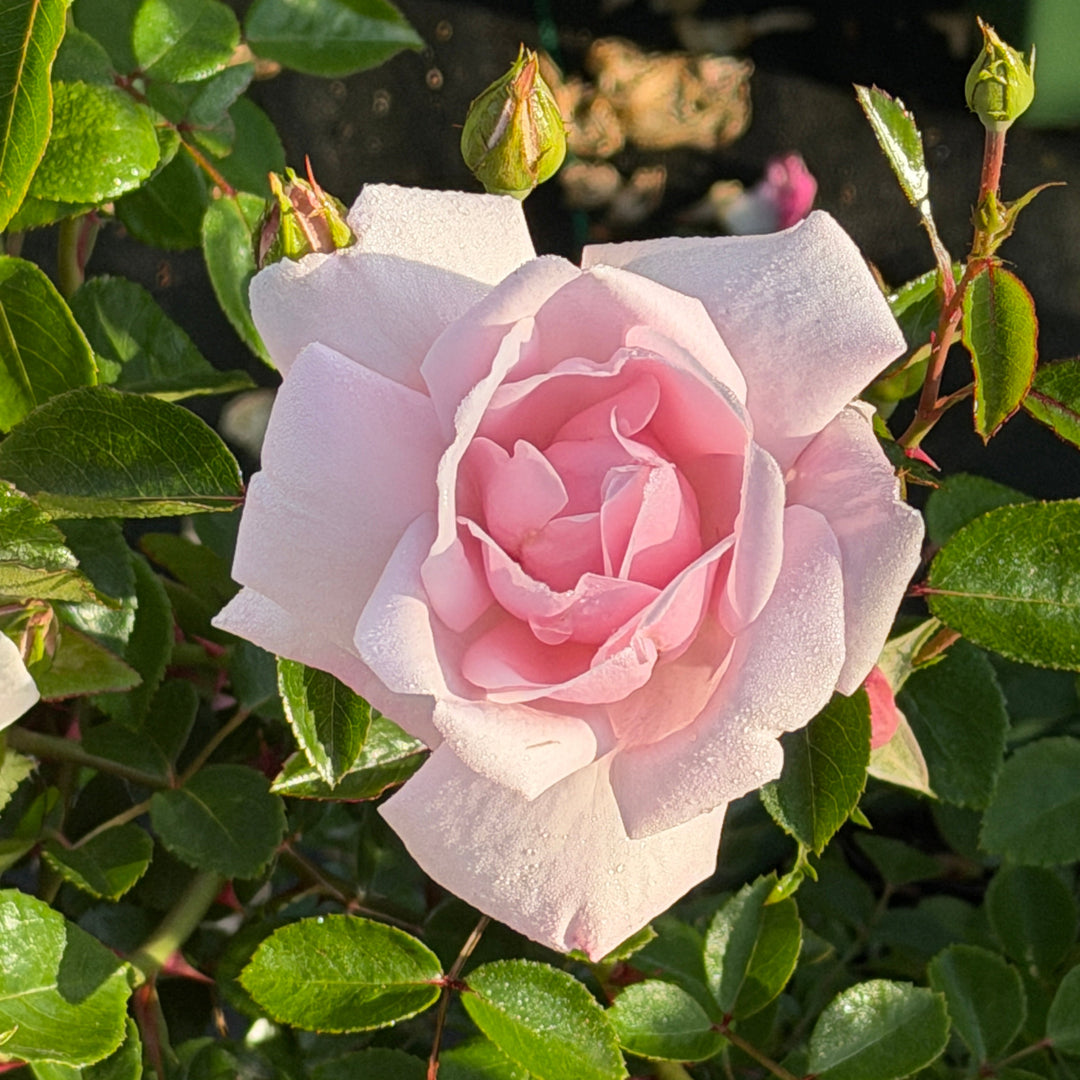Sceptre d'Isle |Spotswood Greenery