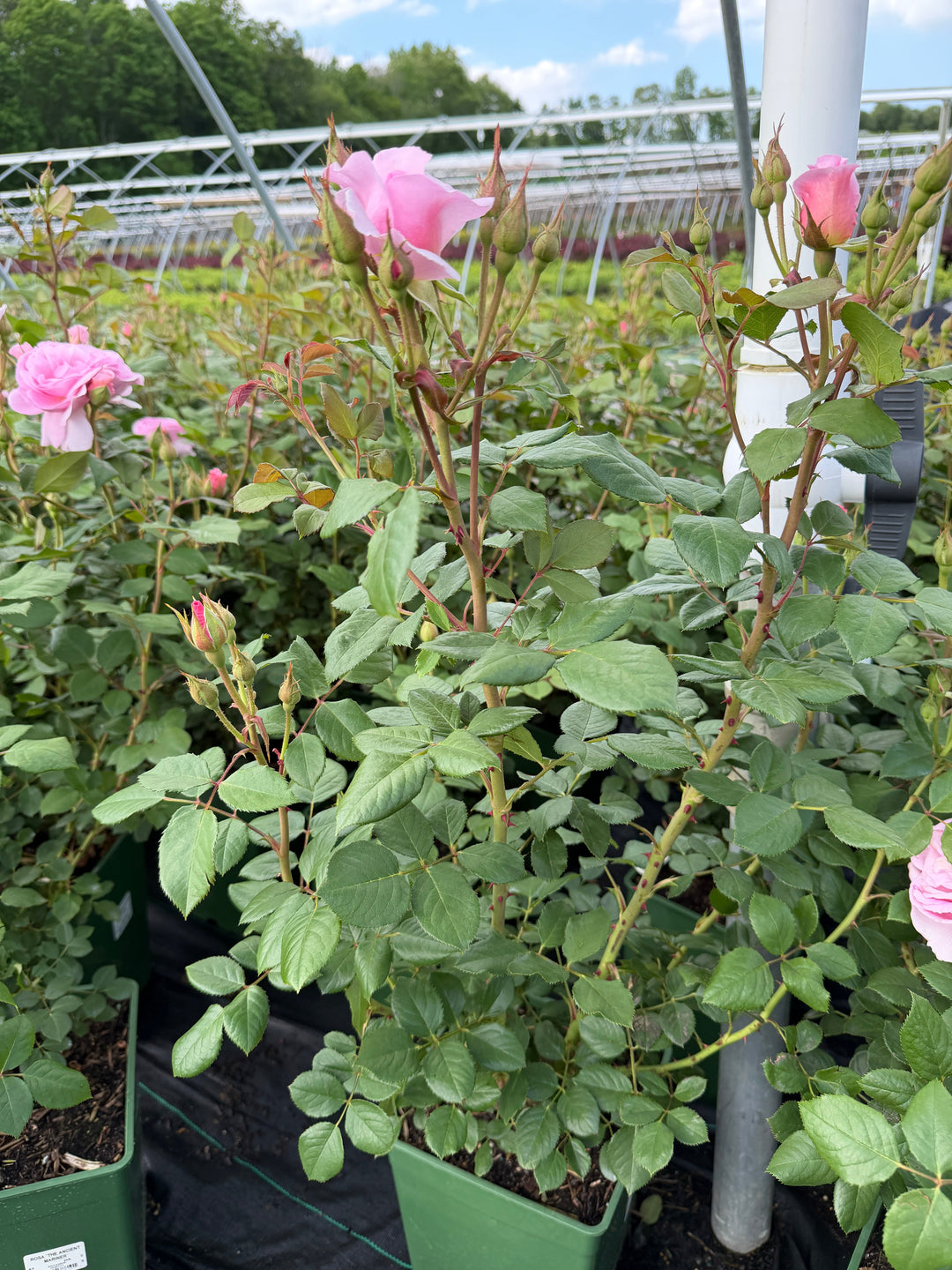 The Ancient Mariner Rose |Spotswood Greenery