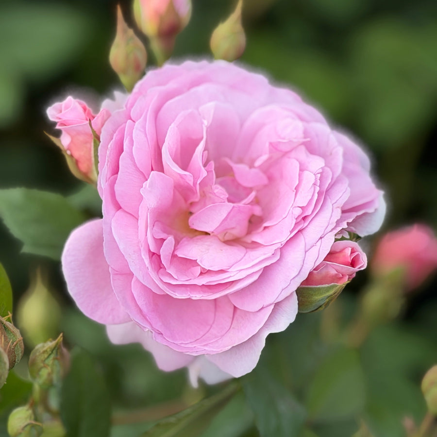 The Ancient Mariner Rose |Spotswood Greenery