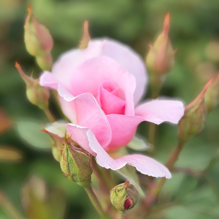 The Ancient Mariner Rose |Spotswood Greenery
