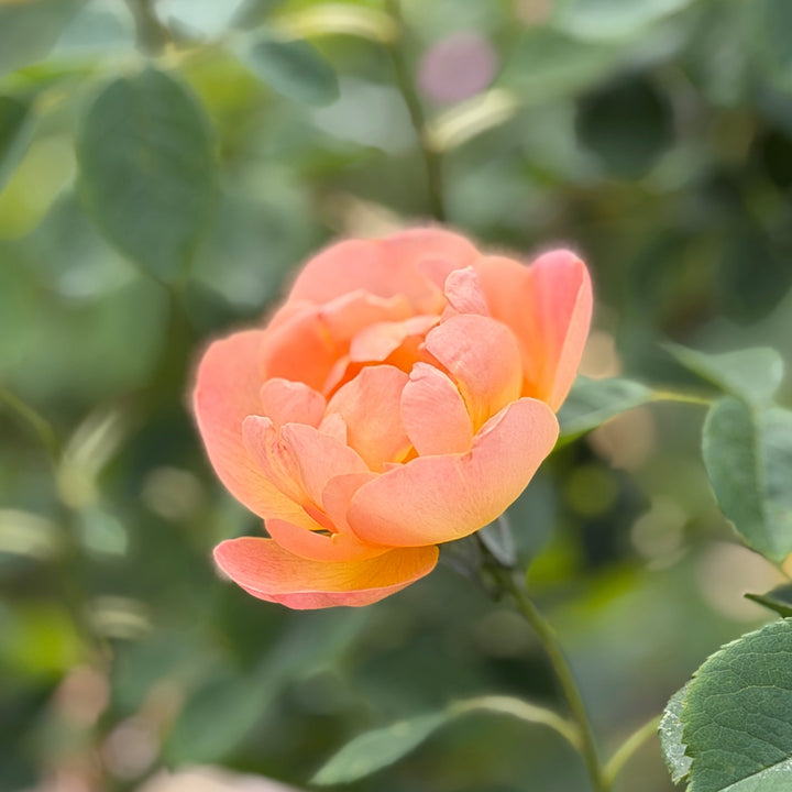 lark ascending rose bloom |Spotswood Greenery